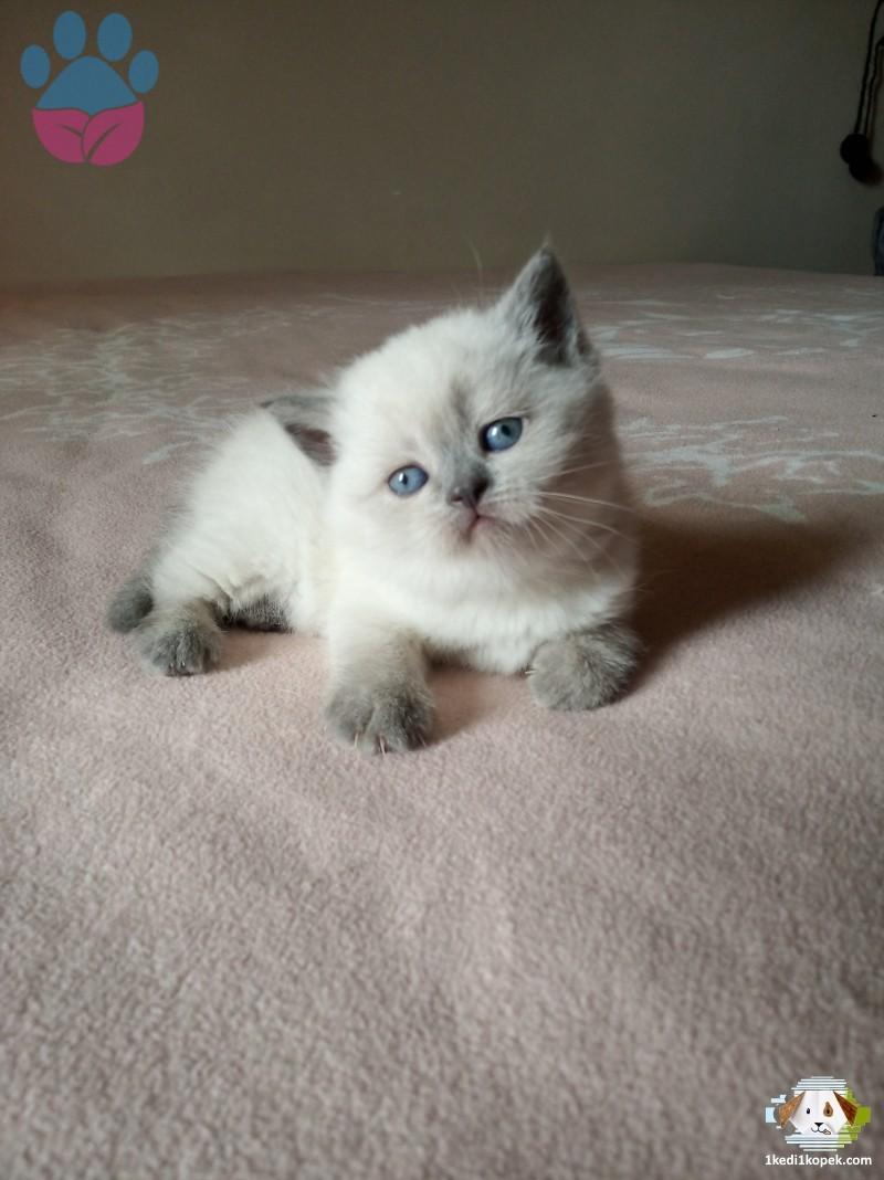 Kediler Evdeki Eşyaları Neden Tırmalar? Çözümü Nedir?