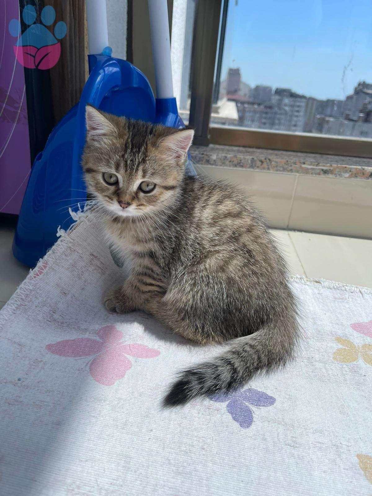 Kedilerde Kısırlaştırma Operasyonu Sonrası Bakım