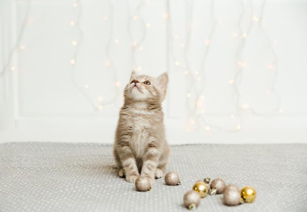 Kedi Tüyleri Nasıl Taranır? Kedi Tarağı Alternatifleri