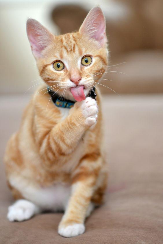 Kedim Her Yere İşiyor? Kedilere Tuvalet Sorunu