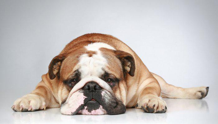 Köpeklerde Fıtık Belirtileri ve Nedenleri Köpeklerde Fıtık Belirtileri ve Nedenleri