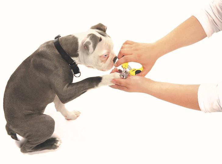 Köpeklerde Beyin Tümörü Belirtileri ve Tedavi Yolları