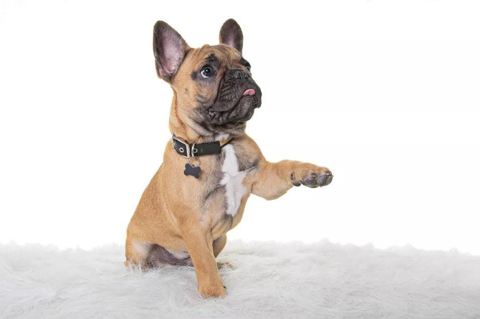 Köpeklerde Damar İltihabı Hastalığı Belirtileri ve Tedavisi