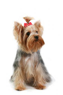 Köpeklerde Tırnak Sorunları Köpeklerde Tırnak Sorunları