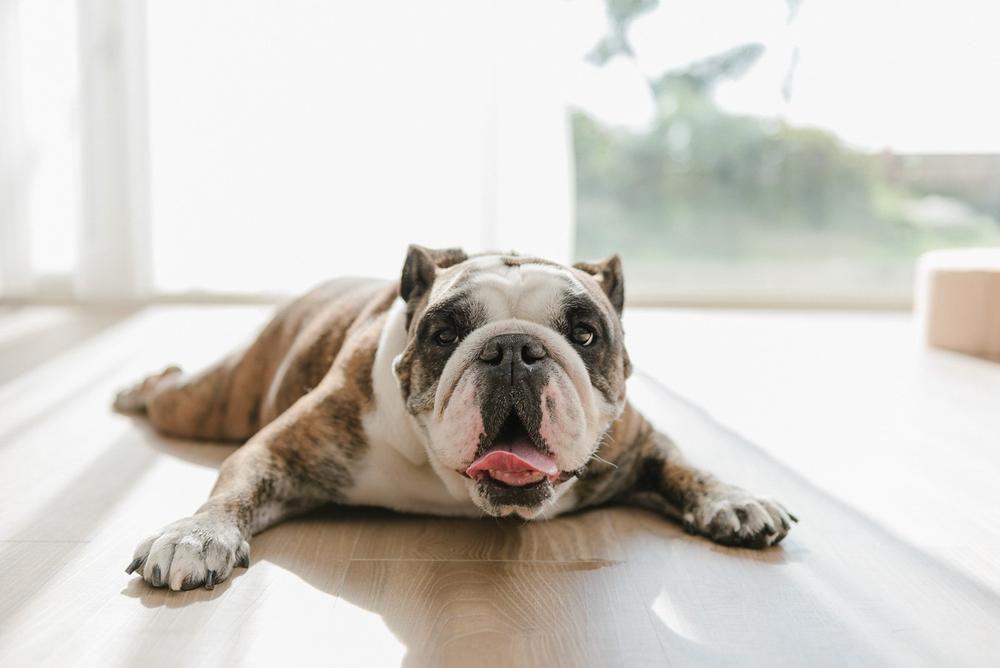 Köpeklerde Kanlı İdrar Görülmesi, Tedavi Yolları Köpeklerde Kanlı İdrar Görülmesi, Tedavi Yolları