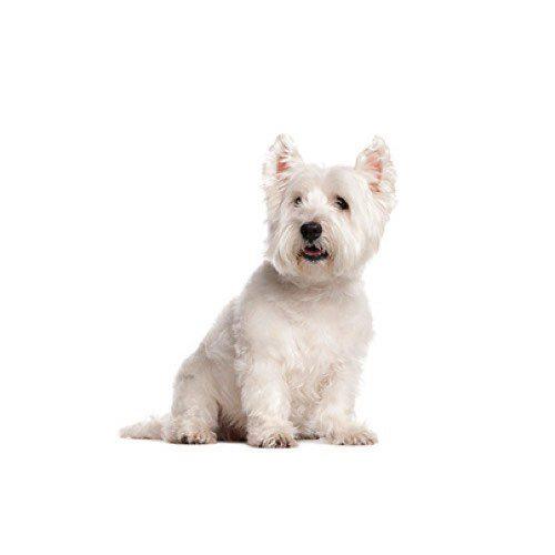 Köpeğim Neden Su İçmiyor? Köpeklerde Su Tüketimi Köpeğim Neden Su İçmiyor? Köpeklerde Su Tüketimi
