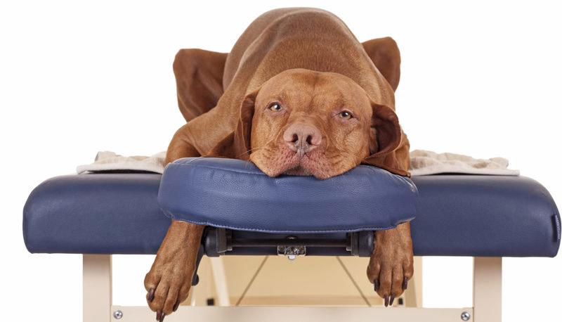 Köpek Masajı Nedir? Köpeklere Nasıl Masaj Yapılır? Köpek Masajı Nedir? Köpeklere Nasıl Masaj Yapılır?