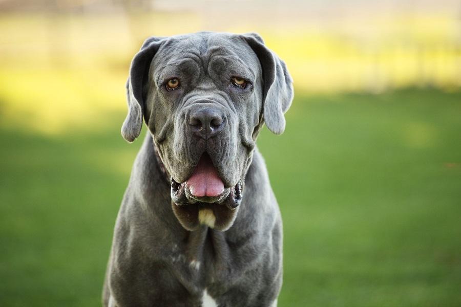 Dünyanın En Büyük Köpeği : Devasa Büyüklükte Köpek Irkları Dünyanın En Büyük Köpeği : Devasa Büyüklükte Köpek Irkları