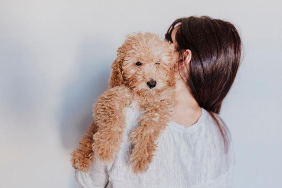 Benim İçin En Uygun Köpek Irkı Hangisi? Benim İçin En Uygun Köpek Irkı Hangisi?