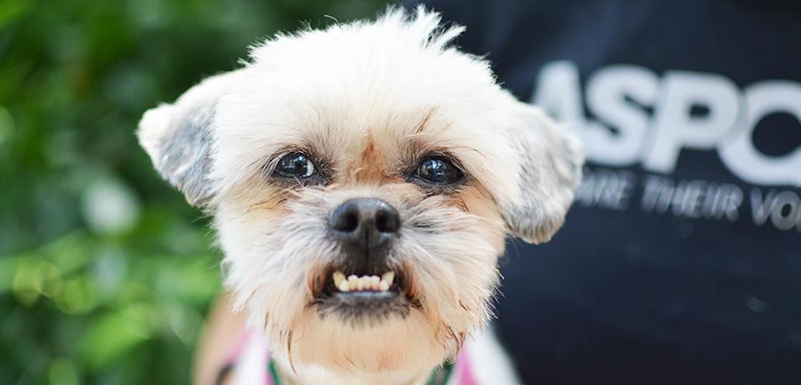 En Yaygın 5 Köpek Davranış Sorunu