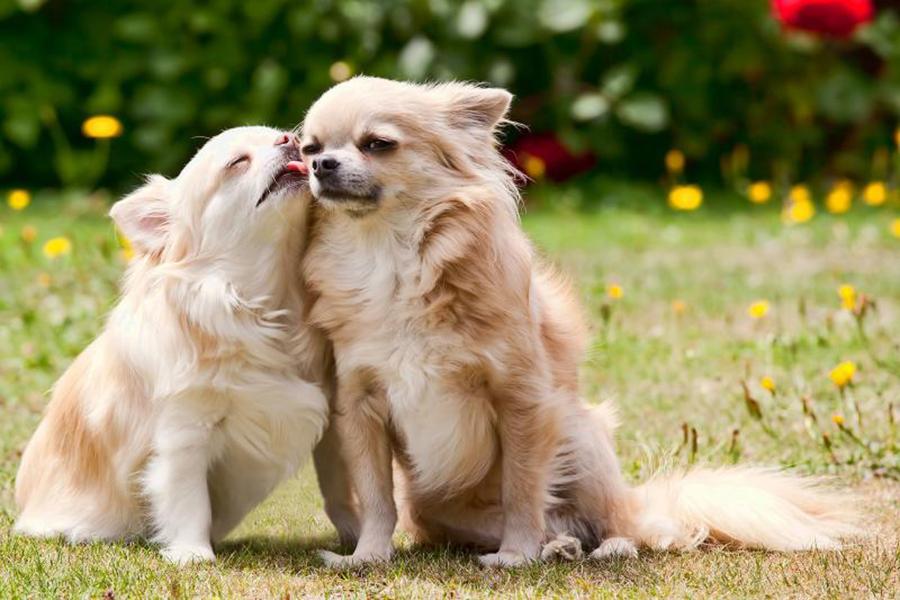 Erkek Köpek Cinsiyeti Nasıl Anlaşılır: Köpek Dişi mi Erkek mi? Erkek Köpek Cinsiyeti Nasıl Anlaşılır: Köpek Dişi mi Erkek mi?