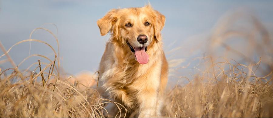 Erkek Köpeklerde Çiftleşme Zamanı Hangi Ayda Olmalı Erkek Köpeklerde Çiftleşme Zamanı Hangi Ayda Olmalı