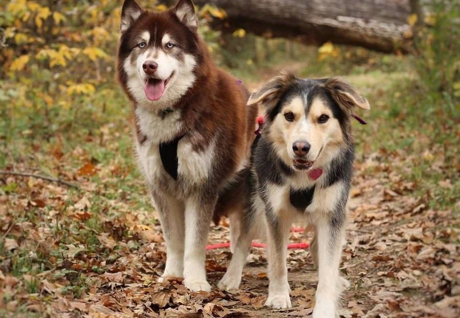 Erkek Köpeklerin Çiftleşme Dönemi ve Yapılması Gerekenler Erkek Köpeklerin Çiftleşme Dönemi ve Yapılması Gerekenler