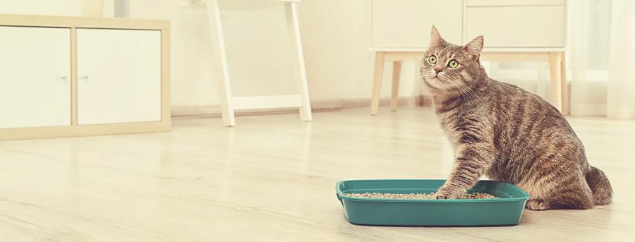 Evde Kedi Tuvaletinin Yeri Neresi Olmalı Evde Kedi Tuvaletinin Yeri Neresi Olmalı