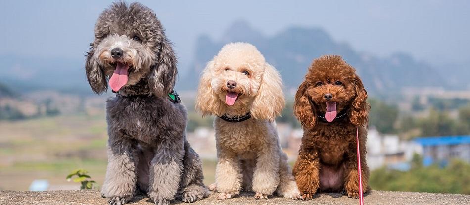 Fino Köpek Cinsleri Fiyatları: Fino Köpeklerin Özellikleri Fino Köpek Cinsleri Fiyatları: Fino Köpeklerin Özellikleri