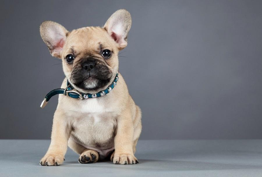 French Bulldog Sağlık Sorunları Nelerdir? French Bulldog Sağlık Sorunları Nelerdir?