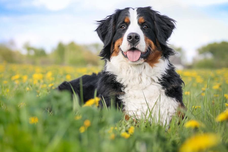 İtaatkar Köpek Cinsleri İtaatkar Köpek Cinsleri
