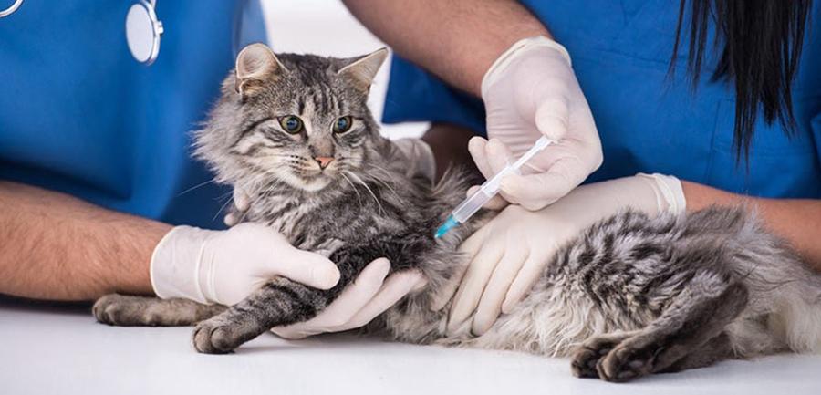 Kedi Aşı Fiyatları: 2022 Güncel Kedi Aşı Fiyat Listesi Kedi Aşı Fiyatları: 2022 Güncel Kedi Aşı Fiyat Listesi