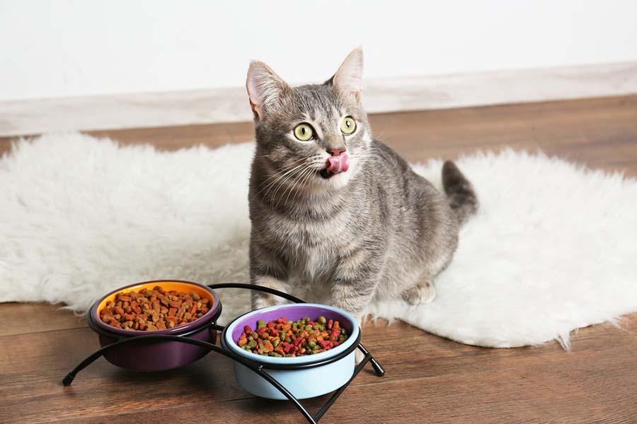 Kediler Ne Yer Ne Yemez? Kedi Besleme İpuçları Kediler Ne Yer Ne Yemez? Kedi Besleme İpuçları