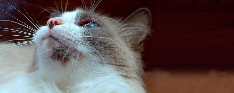 Kedilerde Çene Altı Siyah Noktalar: Kedi Aknesi Kedilerde Çene Altı Siyah Noktalar: Kedi Aknesi