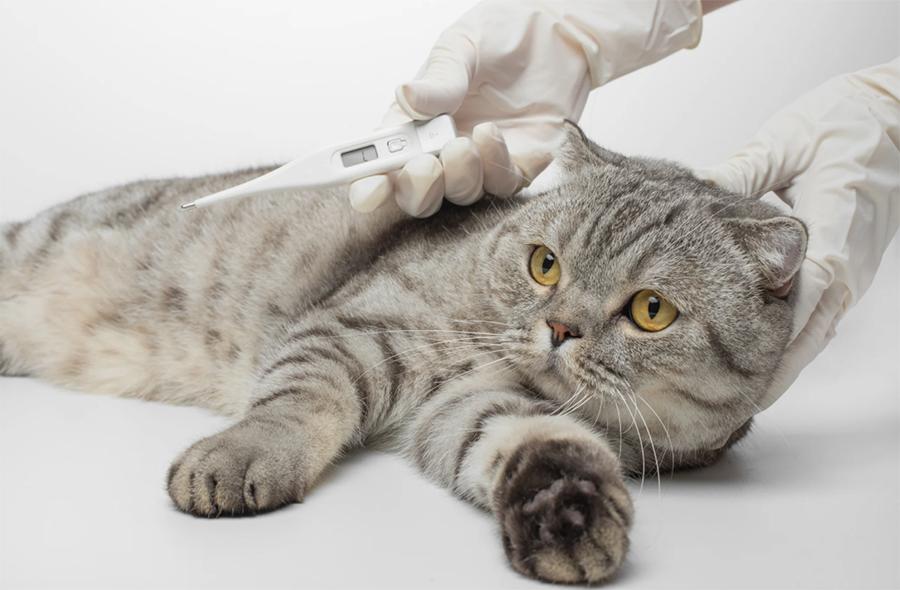 Kedilerde Ateş Nasıl Anlaşılır?