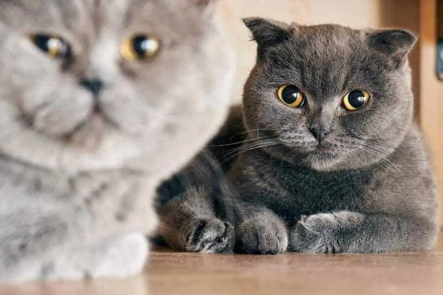 Kedilerde Çiftleşme Nasıldır?