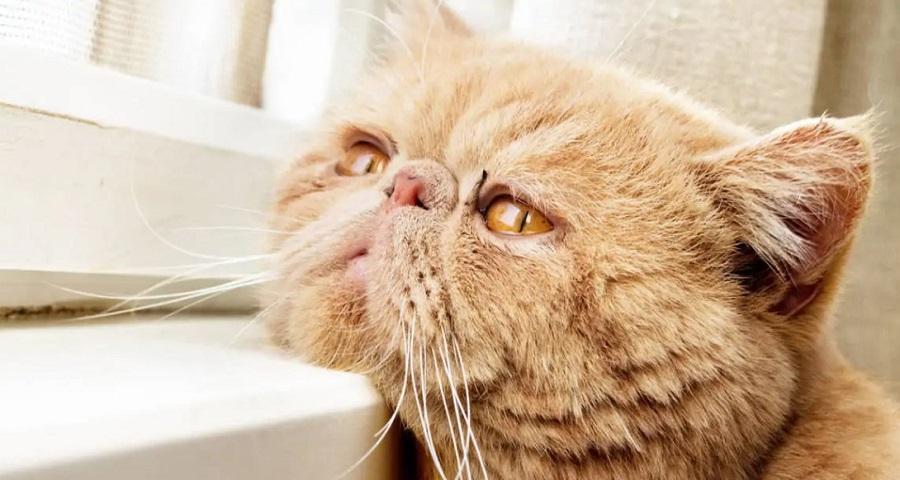 Kedilerde Depresyon Belirtileri Nelerdir?