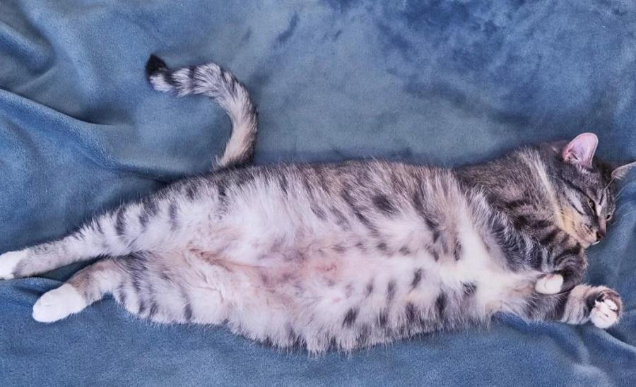 Kedilerde Karın Şişliği Hangi Hastalığın Belirtisidir?