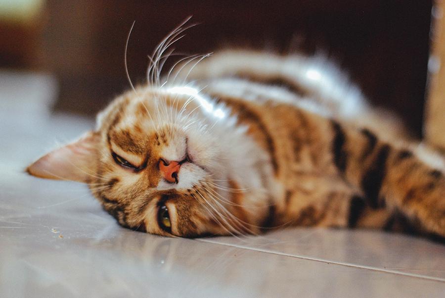 Kedilerde Karın Şişliği Nedenleri Ve Tedavisi