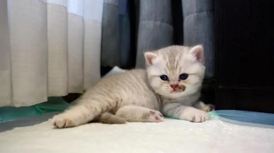 Kedilerde Mantar Tedavisi Nasıl Yapılır?