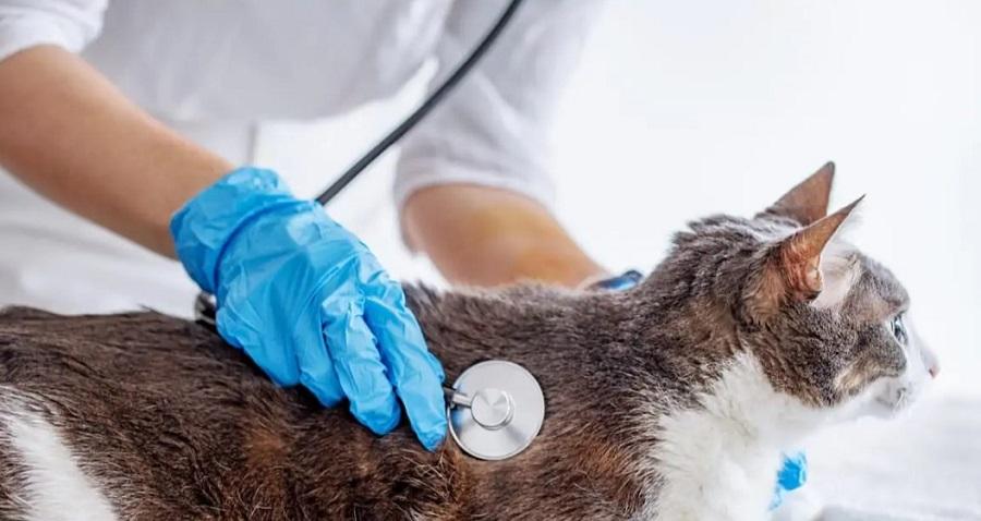 Kedilerde Nefes Problemi Neden Olur?