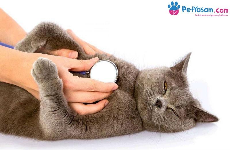 Kedilerde Astım - Belirtileri ve Tedavisi