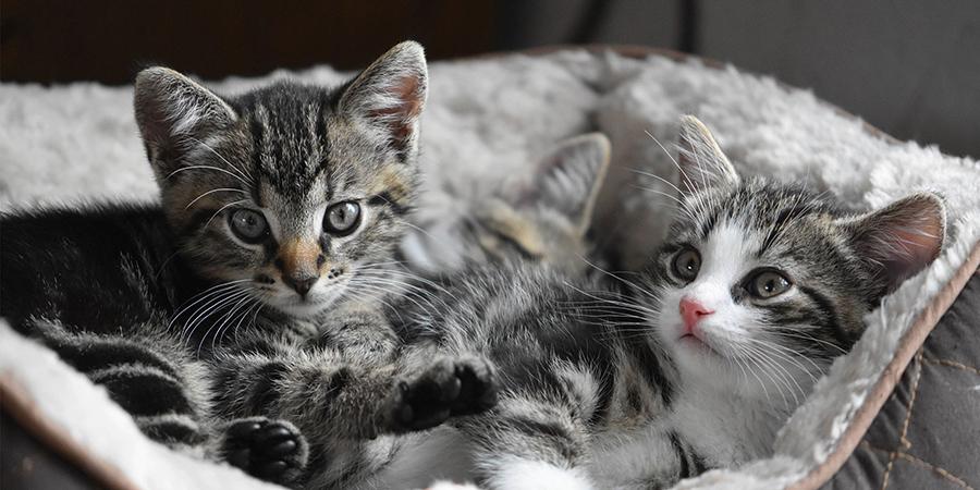 Kedilerin Alışması: Yavru Kedi – Yetişkin Kedi Nasıl Tanıştırılır Kedilerin Alışması: Yavru Kedi – Yetişkin Kedi Nasıl Tanıştırılır