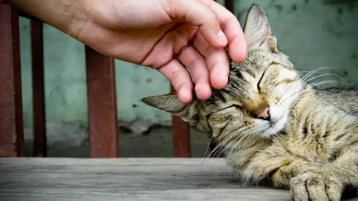 Kedilerin Sevgisini Göstermesi Nasıldır?