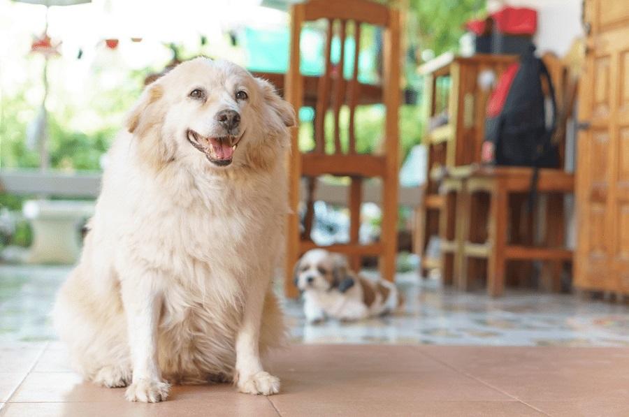 Kilolu Köpek Bakımında Dikkat Edilmesi Gerekenler Nelerdir?
