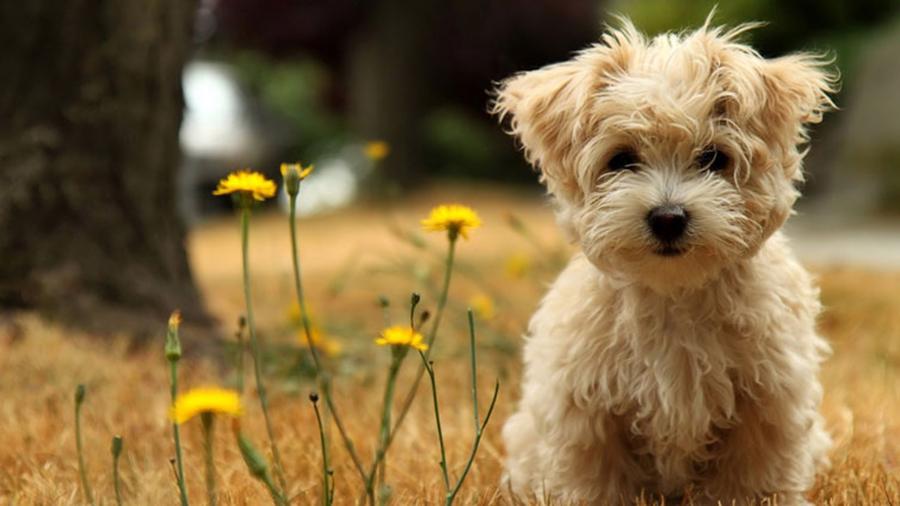 Evde Koku Bırakmayan Köpek Cinsleri Evde Koku Bırakmayan Köpek Cinsleri