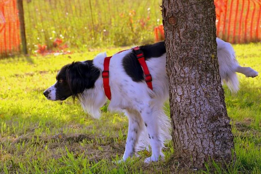 Köpeğim Tuvaletini Dışarı Yapmıyor Köpeğim Tuvaletini Dışarı Yapmıyor