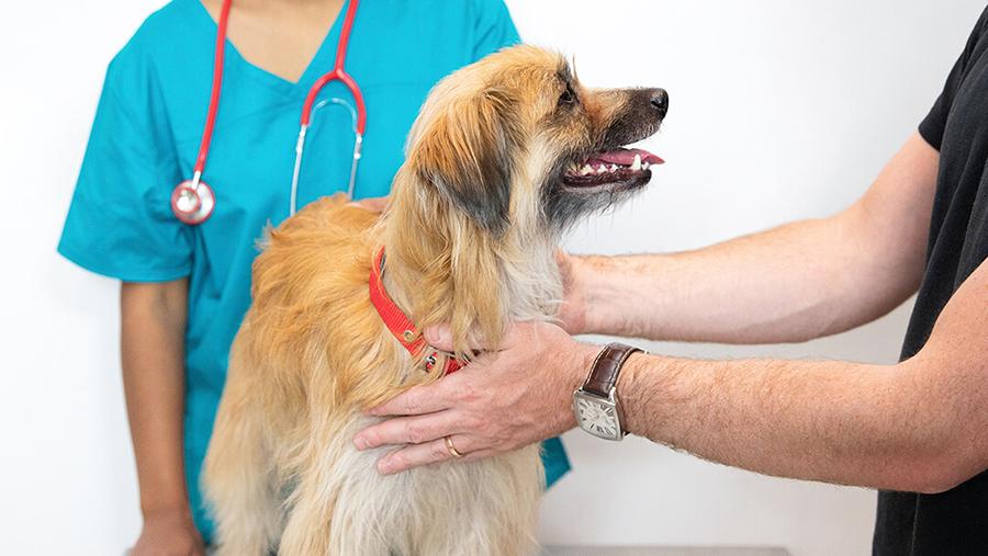 Köpeğimin Sağlıklı Olduğunu Nasıl Anlarım? Köpeğimin Sağlıklı Olduğunu Nasıl Anlarım?