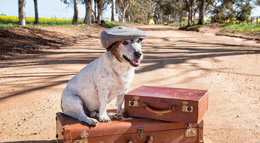 Köpeğimle Seyahate Çıkabilir miyim? Köpekle Araba Yolculuğu