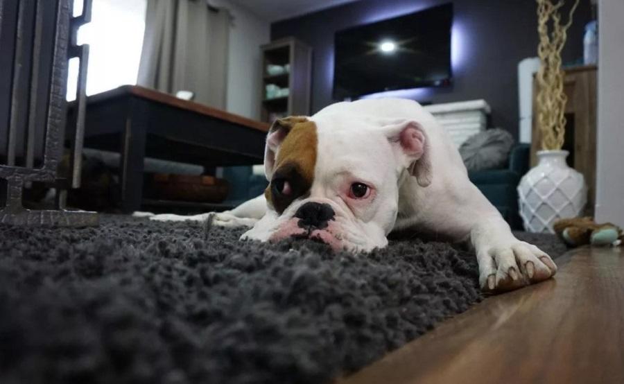 Köpeğinin Kokmasının Nedenleri Nelerdir?