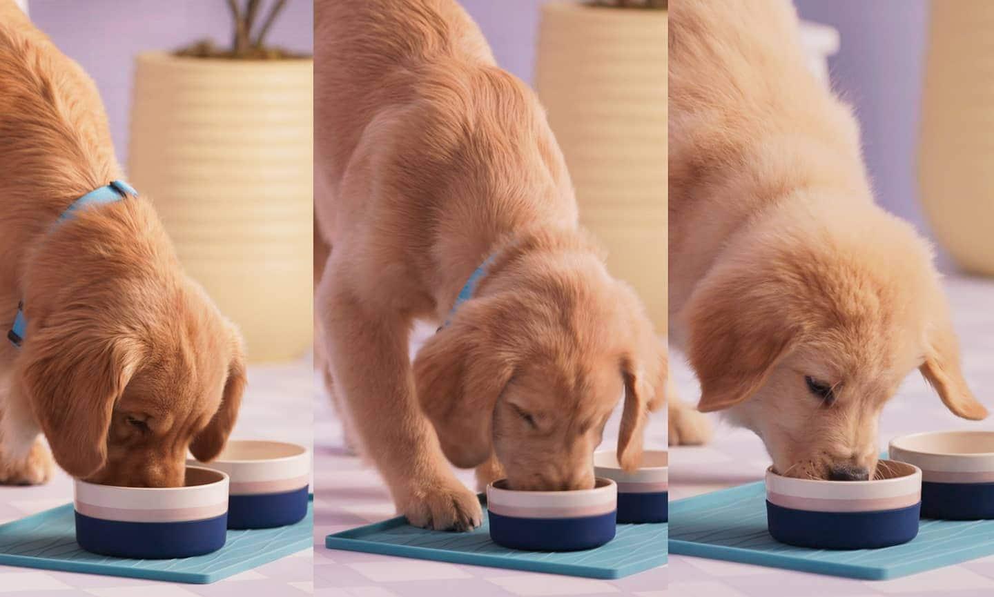 Köpek Besleme Rehberi:Yavru Köpek Ne Kadar Mama Yemeli Köpek Besleme Rehberi:Yavru Köpek Ne Kadar Mama Yemeli