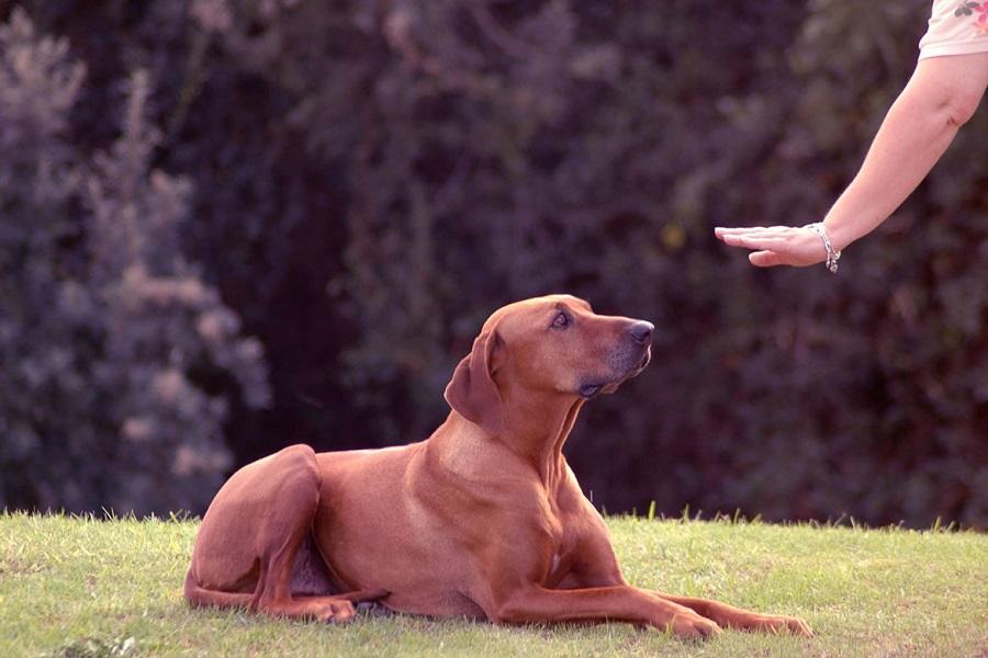 Köpek Eğitimi Aşamaları Nelerdir? Köpek Eğitimi Aşamaları Nelerdir?
