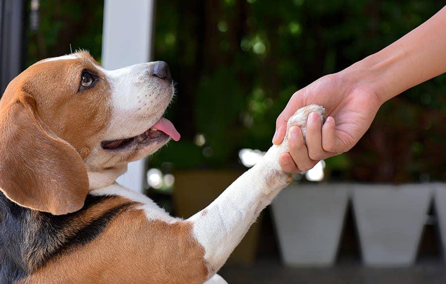 Köpek Eğitimi Nasıl Yapılır: Yetişkin -Yavru Köpek Eğitimi Köpek Eğitimi Nasıl Yapılır: Yetişkin -Yavru Köpek Eğitimi