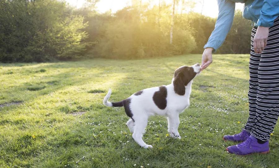Köpek Eğitimi Kaç Ay Sürer? Yavru Köpek Eğitimi Köpek Eğitimi Kaç Ay Sürer? Yavru Köpek Eğitimi