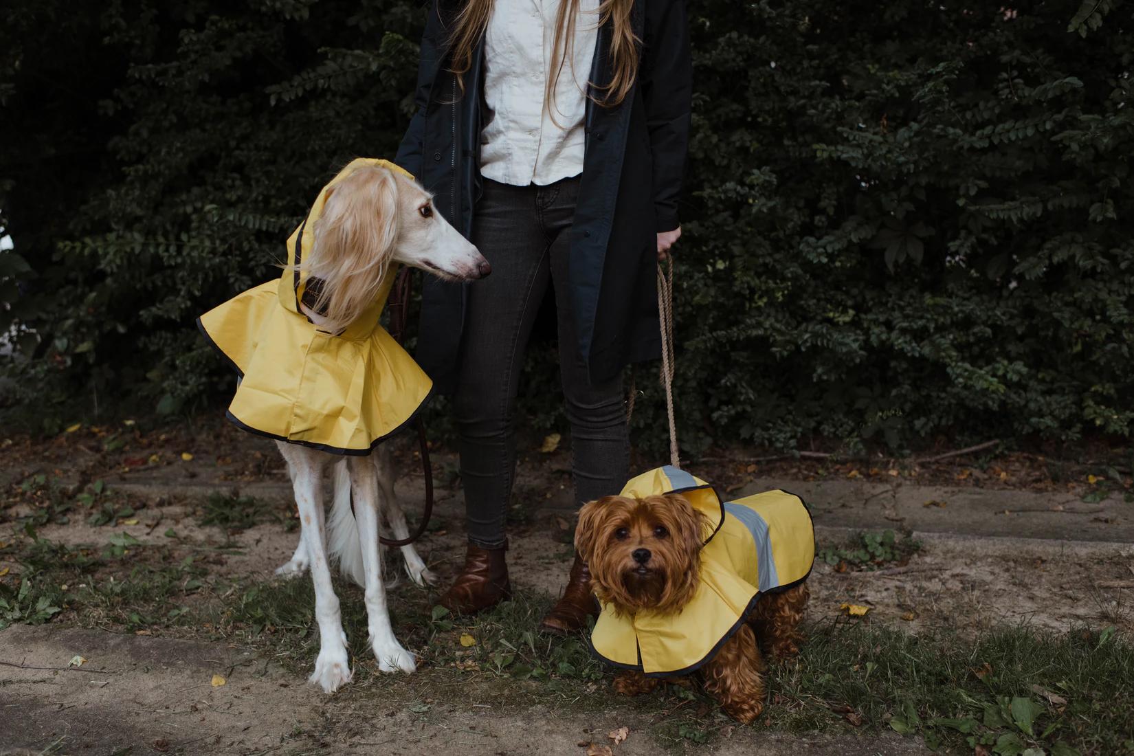 Köpeğinizin Sizi Dinlemesini Nasıl Sağlarsınız? Köpeğinizin Sizi Dinlemesini Nasıl Sağlarsınız?