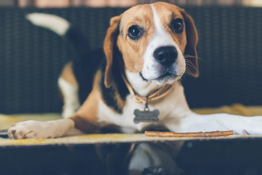Köpeklerde Görme Bozuklukları ve Bakımı Tedavi Yöntemleri Köpeklerde Görme Bozuklukları ve Bakımı Tedavi Yöntemleri