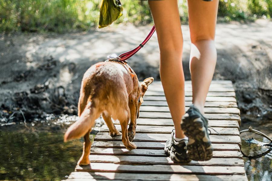 Köpekler Kaç Saat Yürümeli: Köpekler Ne Sıklıkla Yürüyüşe Çıkmalı