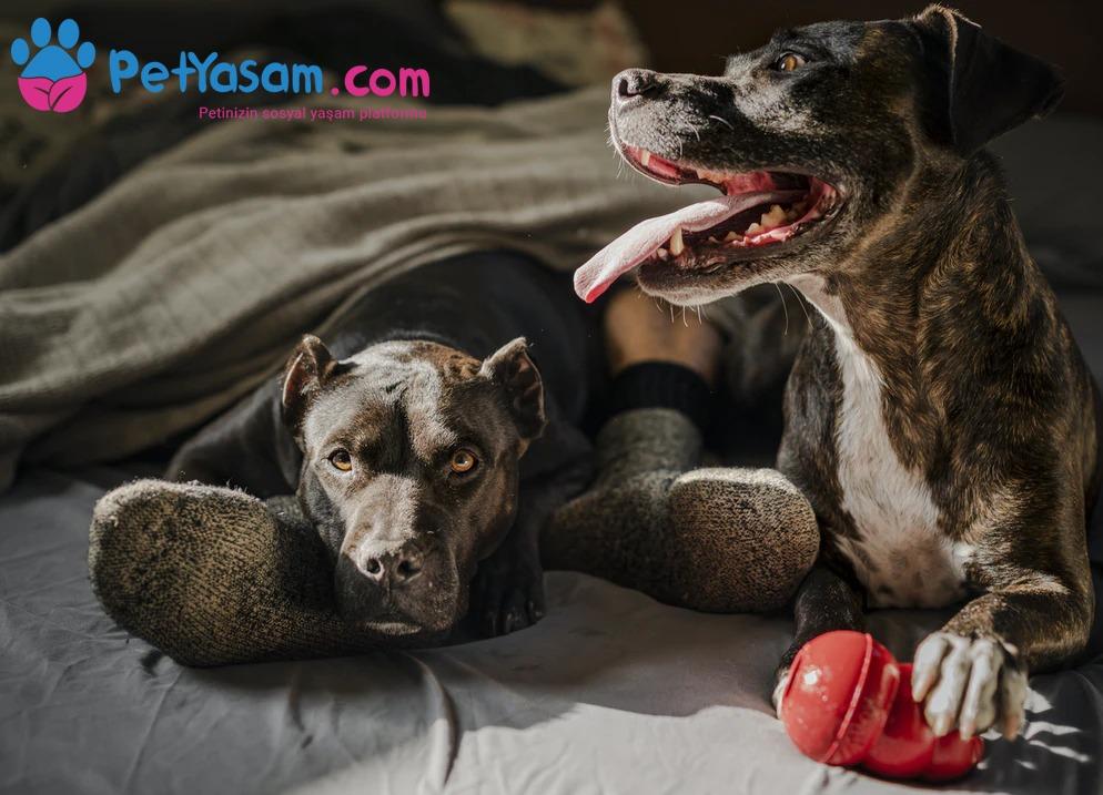 Köpeklerde Aşırı Salya Akması: Nedenleri ve Tedavisi Köpeklerde Aşırı Salya Akması: Nedenleri ve Tedavisi