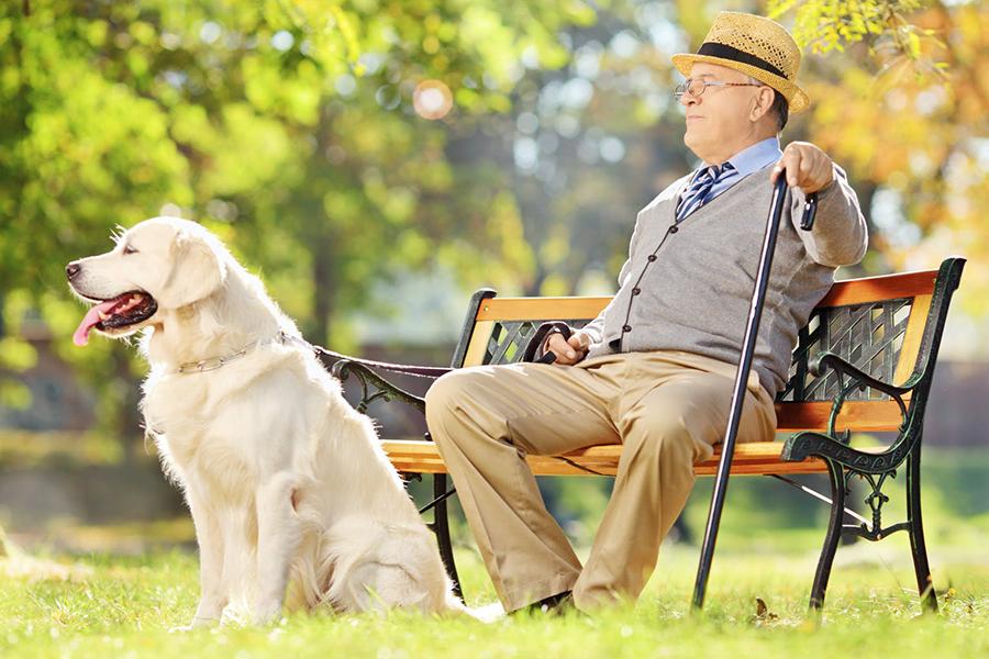 Köpekle Yaşam: Geçmişten Günümüze Köpeklerin Hayatımızda Yeri Köpekle Yaşam: Geçmişten Günümüze Köpeklerin Hayatımızda Yeri