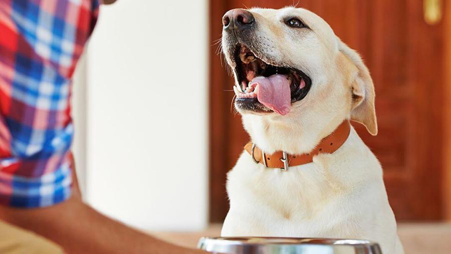 Köpekler Güler mi? Köpekler Güler mi?